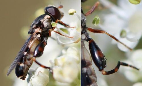 Réf. 264 614 : Syritta pipiens